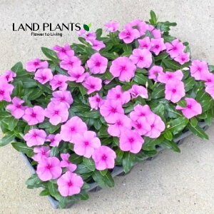 yP[X̔F24z XEj`j`\Ei^C^FCbNj 3 |bgc 24 Catharanthus roseus Madagascar periwinkle