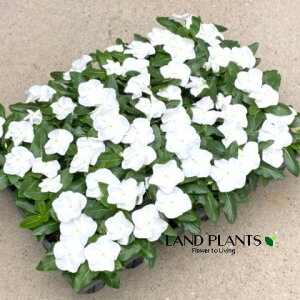 �y�P�[�X�̔��F24���z ���X���E�j�`�j�`�\�E�i�^�C�^���F�s���A�z���C�g�j 3�� �|�b�g�c 24�� Catharanthus roseus Madagascar periwinkle