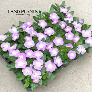 yP[X̔F24z XEj`j`\Ei^C^Fx_[u[n[j 3 |bgc 24 Catharanthus roseus Madagascar periwinkle