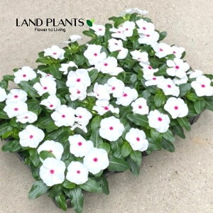 �y�P�[�X�̔��F24���z ���X���E�j�`�j�`�\�E�i�^�C�^���F�|���J�h�b�g�j 3�� �|�b�g�c 24�� Catharanthus roseus Madagascar periwinkle