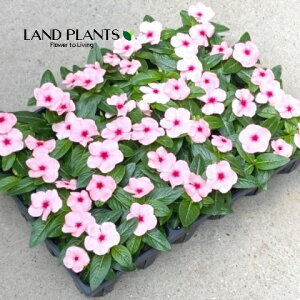 yP[X̔F24z XEj`j`\Ei^C^FAvRbgj 3 |bgc 24 Catharanthus roseus Madagascar periwinkle