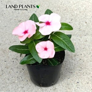 XEj`j`\Ei^C^FAvRbgj 3 |bgc 4 Catharanthus roseus Madagascar periwinkle