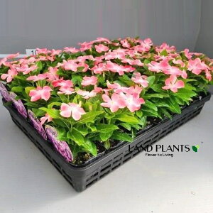 XEj`j`\EimgLLj 3 |bgc 1 Catharanthus roseus Madagascar periwinkle