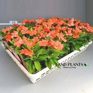 �y�P�[�X�̔��F28���z ���X���E�j�`�j�`�\�E�i�i�c�~�J���j 3�� �|�b�g�c 28�� Catharanthus roseus Madagascar periwinkle