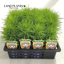 楽天市場】ほうき草苗の通販