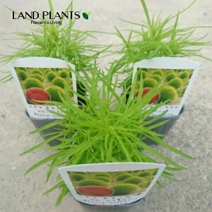 RLAizELOTj 3 |bgc 1 zELM zEL\E ق ⴑ ⴖ @ ⴑ Kochia scoparia