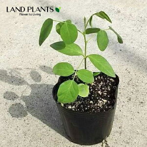 `E}ij 3 |bgc 2 NgA Ԓ o^tCs[ A` Butterfly pea Clitoria ternatea