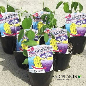 yP[X̔F28z `E}ij 3 |bgc 28 NgA Ԓ o^tCs[ A` Butterfly pea Clitoria ternatea