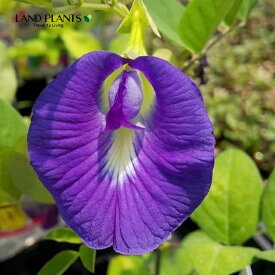 チョウマメ（蝶豆） 3号 ポット苗 1鉢 クリトリア 花茶 バタフライピー アンチャン Butterfly pea Clitoria ternatea 5月
