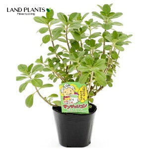 }WFRi|gWj ivNgTXFIicXj 3.5 |bgc 4 {gW Boldo Pequeno