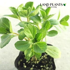 }WFRi|gWj ivNgTXFIicXj 3.5 |bgc 1 {gW Boldo Pequeno