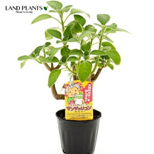 }WFRi{hj ivNgTXFoo[cXj 3.5 |bgc 4 {gW Plectranthus barbatus