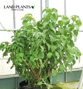 yP[X̔F12z }WFRi{hj ivNgTXFoo[cXj 3.5 |bgc 12 {gW Plectranthus barbatus