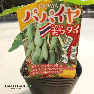 ppCAippCj 3.5 |bgc 1 ׉Z  ``EiZj bJ NJi؉Zj Carica papaya