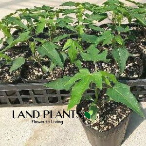 yP[X̔F20z ppCAippCj 3.5 |bgc 20 ׉Z  ``EiZj bJ NJi؉Zj Carica papaya