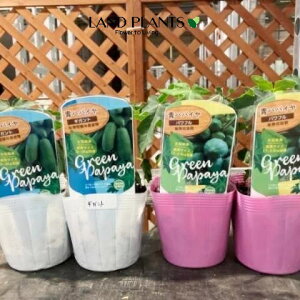 ppCAiMKgj 3.5 |bgc 1 ׉Z  ``EiZj bJ NJi؉Zj Carica papaya