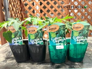 yP[X̔F24z ppCAi_2EO[^[j 3.5 |bgc 24 ׉Z  ``EiZj bJ NJi؉Zj Carica papaya