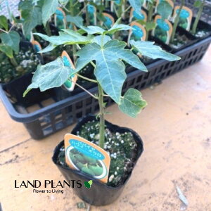 ppCAinCI[j 3.5 |bgc 1 nC IE ׉Z  ``EiZj bJ NJi؉Zj Carica papaya