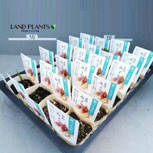 yP[X̔F24z ~EKi䪉ׁj 3.5 |bgc 24 ݂傤 VEK Wpj[YEWW[ Japanese Ginger Myoga