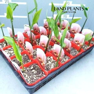 yP[X̔F24z H~EKi䪉ׁj 3.5 |bgc 24 ~EK ݂傤 VEK Wpj[YEWW[ Japanese Ginger Myoga