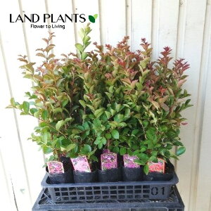 yPizTXxi܂ij 4 |bgc 1 Sg  N qNWcRE Lagerstroemia indica Crape-myrtle