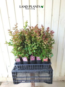 yP[X̔F15z TXxi4Zbgj 4 |bgc 15 Sg  N qNWcRE Lagerstroemia indica Crape-myrtle