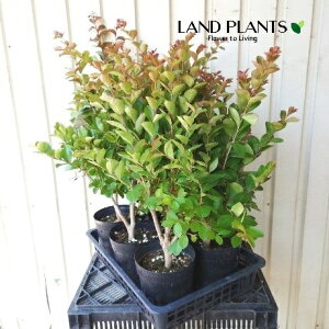 TXxi܂ij 6 vX`bNc 1 Sg  N qNWcRE Lagerstroemia indica Crape-myrtle