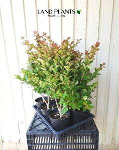 yP[X̔F6z TXxi5Zbgj 6 vX`bNc 6 Sg  N qNWcRE Lagerstroemia indica Crape-myrtle