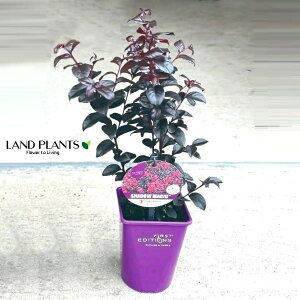 TXxiTZbg}WbNj 4 vX`bN 1 Sg  N qNWcRE Lagerstroemia indica Crape-myrtle
