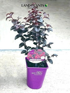 yP[X̔F12z TXxiTZbg}WbNj 4 vX`bN 12 Sg  N qNWcRE Lagerstroemia indica Crape-myrtle