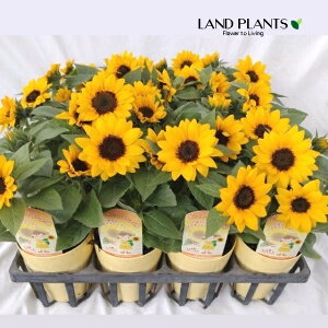 yP[X̔F20z Ђ܂Fi~XTVCj 3.5 |bgc 20 q}   REWcL  j`\E ֑ Tt[ p: Sunflower \C: Soleil