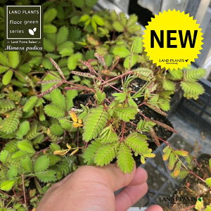 IWM\Eil\Ej 3 |bgc 1 V 㵑 đ lOTi葐j ~U R ċx Mimosa pudica sensitive plant
