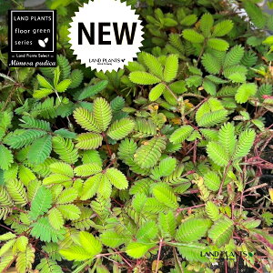 yP[X̔F24z IWM\Eil\Ej 3 |bgc 24 V 㵑 đ lOTi葐j ~U R ċx Mimosa pudica sensitive plant