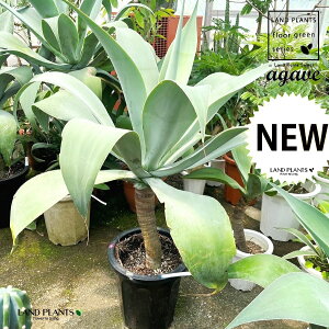 AKxi|[`u[j 10 vX`bN 1 AG|[`u[  ڔ Agave