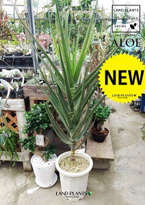 AGEgKVXif[Tj 10 vX`bN 1 AGf[T  ڔ Aloe tongaensis 'Medusa'