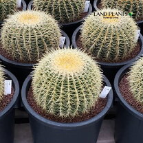 楽天市場】サボテン 金鯱（サイズ（植木鉢）10 ～ 12号）（花・観葉  