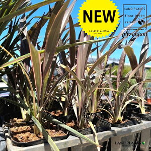 j[TCisNXgCvj 3 |bgc 1 j[TC sNXgCv Phormium 'pink stripe'