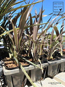 yP[X̔F20z j[TCisNXgCvj 3 |bgc 20 j[TC sNXgCv Phormium 'pink stripe'