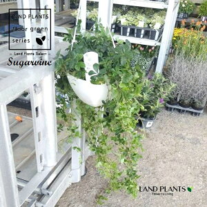 yP[X̔F6z VK[oCi݂F1mj 6 ݂ vX`bN 6 oCVK[ sugarvine