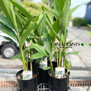 AsjAiFQbgEj 4 vX`bNc 1 Tj Tj Tj Tj TkC Tl `KV `Ul }[`nT[ Alpinia zerumbet Shell ginge