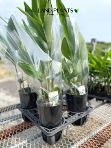 yP[X̔F6z AsjAiFQbgEj 4 vX`bNc 6 Tj Tj Tj Tj TkC Tl `KV `Ul }[`nT[ Alpinia zerumbet Shell ginge