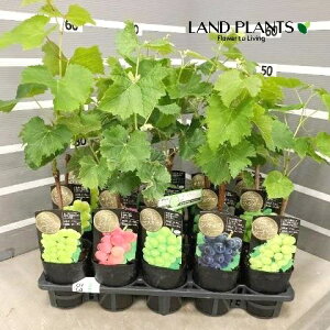 uhEi܂ij 3.5 |bgc 1   grape Vitis spp