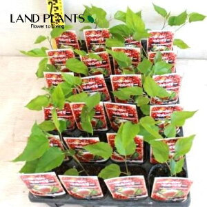 NEKi}x[j 3 |bgc 1 }x[ Mulberry