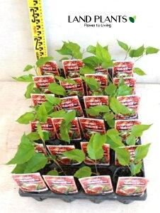 yP[X̔F24z NEKi}x[j 3 |bgc 24 }x[ Mulberry