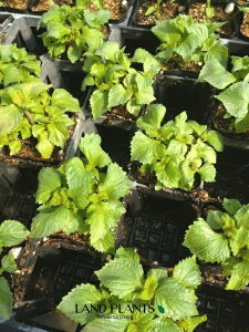 yP[X̔F40z V\iV\j 2.5 |bgc 40 AIW\ AIV\ h h CkG y Perilla Red Shiso Perilla frutescens var. crispa