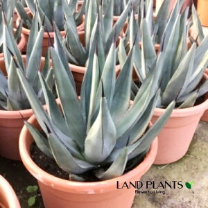 AKxiV[NXLj 8 vX`bN 1 AKxV[NXL Agave