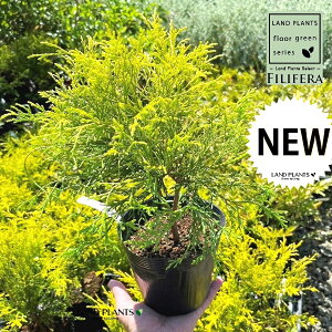 tBtFiI[Aj 6 |bgc 1 tBtFI[A IESqNqo IESCZCXCEqo Chamaecyparis pisifera eFilifera Aureaf