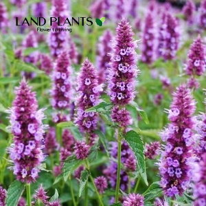 AKX^[VFir[VXp[vj 3 |bgc 1 AKX^[VFr[VXp[v AKX^P AKX^`F LVJq\bv Agastache rugosa ""Beelicious Purple""