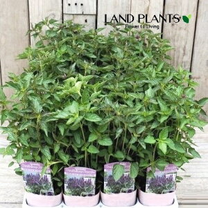 �y�P�[�X�̔��F24���z �A�K�X�^�[�V�F�i�r�[���V���X�p�[�v���j 3�� �|�b�g�c 24�� �A�K�X�^�[�V�F�r�[���V���X�p�[�v�� �A�K�X�^�P �A�K�X�^�`�F ���L�V�J���q�\�b�v Agastache rugosa Beelicious P