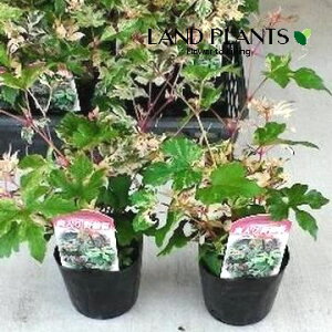 muhEi앒Fj 3 |bgc 1 CkuhE JXuhE ٗt֕ Ampelopsis glandulosa var. heterophylla